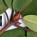 SpeciesSub: var. fargesii